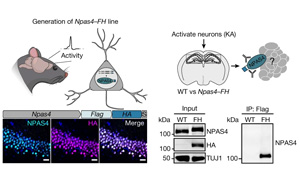 大腦越用越“廢”？Nature發(fā)現(xiàn)神經(jīng)元DNA修復機制，或推動相關(guān)疾病研究進展