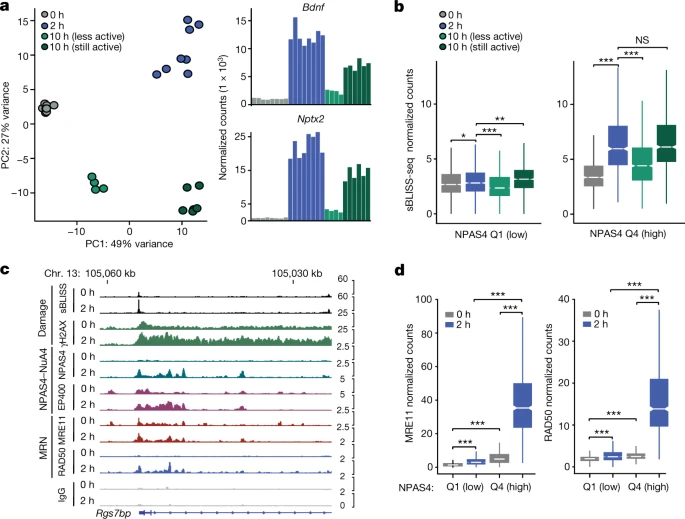 NPAS4-NuA4結(jié)合位點隨著可誘導(dǎo)轉(zhuǎn)錄的消退進行DNA修復(fù) NPAS4-NuA4結(jié)合位點隨著可誘導(dǎo)轉(zhuǎn)錄的消退進行DNA修復(fù)