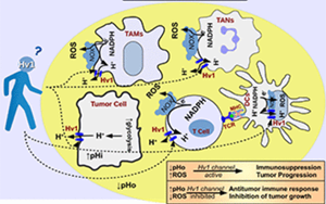 Nature子刊：能抗癌、抗感染，還能讓“造人”更順利，血液中的這種蛋白厲害了！