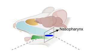 《Nature》甲流當季，大腦如何感知感染以及“布洛芬”沒效果的原因？