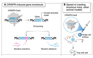 《科學》：諾獎得主解讀 CRISPR 的十年