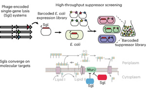 一個全新的抗生素世界！Nature子刊報道單個噬菌體蛋白特性研究新方法