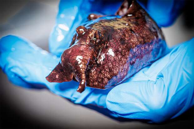 Checco手持加利福尼亞海兔，一種海蛞蝓