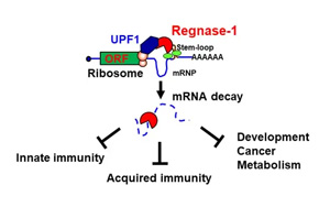 CAR-T療法創(chuàng)始人PNAS發(fā)文：實(shí)體腫瘤治療曙光出現(xiàn)？利用“組合拳”幫助T細(xì)胞