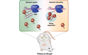 Science：促進(jìn)人體腸道有益細(xì)菌的存活