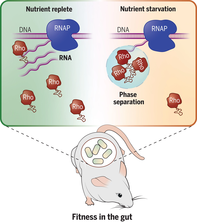 共生細菌擬桿菌中轉(zhuǎn)錄終止因子Rho的相分離控制基因表達并促進哺乳動物腸道中的細菌適應(yīng)性 共生細菌擬桿菌中轉(zhuǎn)錄終止因子Rho的相分離控制基因表達并促進哺乳動物腸道中的細菌適應(yīng)性