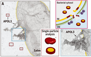 Science發(fā)現(xiàn)！細(xì)胞竟然也有“潔癖”，能自產(chǎn)“洗滌劑”，讓細(xì)菌無(wú)處遁逃