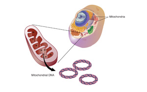 研究發(fā)現(xiàn)，這種“升級版”輔酶Q10能逆轉(zhuǎn)HIV引起的器官損傷