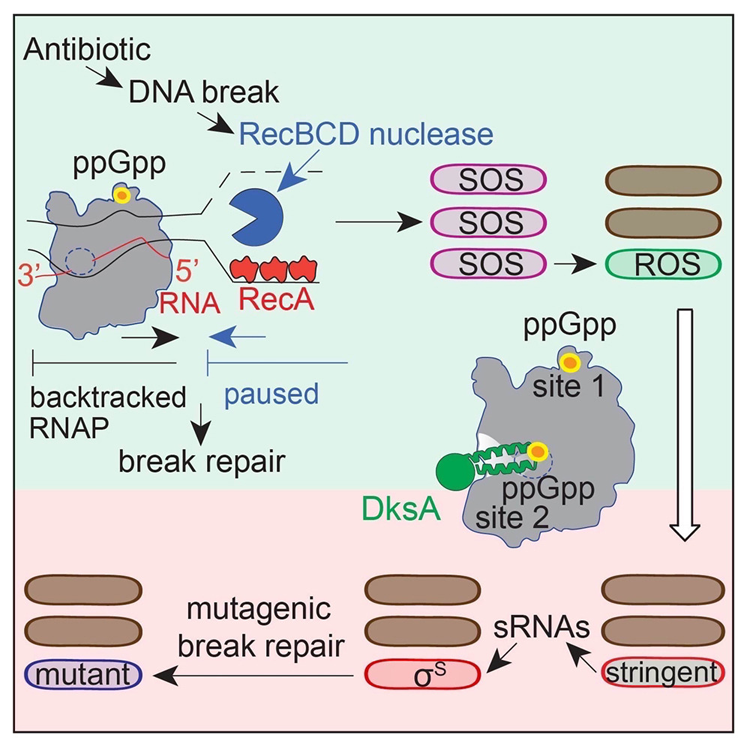 ppGpp與RNA聚合酶(RNAP)在兩個(gè)位點(diǎn)的結(jié)合 ppGpp與RNA聚合酶(RNAP)在兩個(gè)位點(diǎn)的結(jié)合