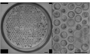 《Nature Protocols》：新突破！能夠模擬人類胚胎植入的模型