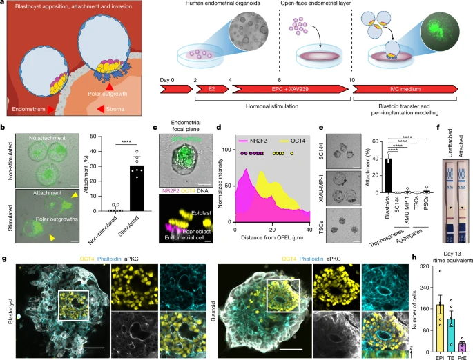 人類(lèi)母細(xì)胞概括了植入的各個(gè)方面