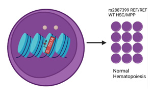 Nature：血癌可以預防，關鍵在這個靶點