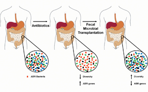 科學家們發(fā)現(xiàn)了可以減少抗生素對腸道細菌有害副作用的化合物