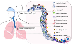 PNAS突破性新發(fā)現(xiàn)：幫助細菌在人類呼吸道定植的CPS特征