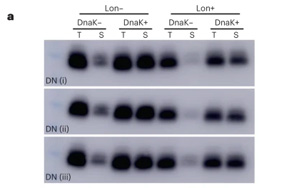 新生蛋白質和隨機產生的蛋白質有什么不同？