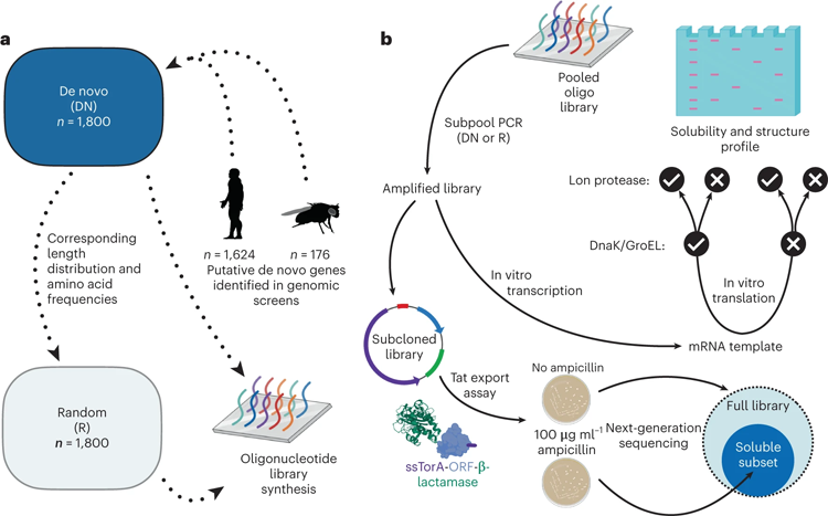 文庫設(shè)計(jì)，合成和實(shí)驗(yàn)路線
