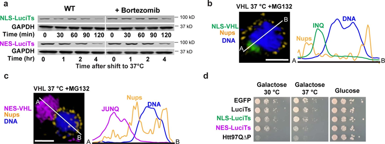 在不同類型的壓力和不同的客戶端蛋白質(zhì)之間發(fā)生的空間隔離 在不同類型的壓力和不同的客戶端蛋白質(zhì)之間發(fā)生的空間隔離