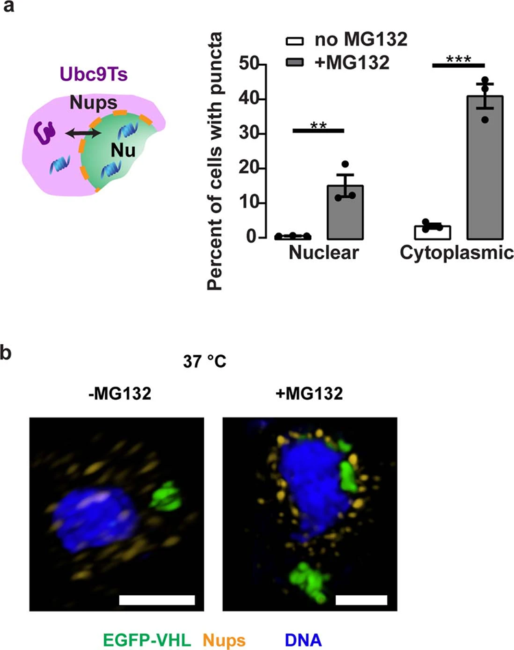 阻斷核質(zhì)轉(zhuǎn)運(yùn)對Ubc9Ts清除的影響 阻斷核質(zhì)轉(zhuǎn)運(yùn)對Ubc9Ts清除的影響