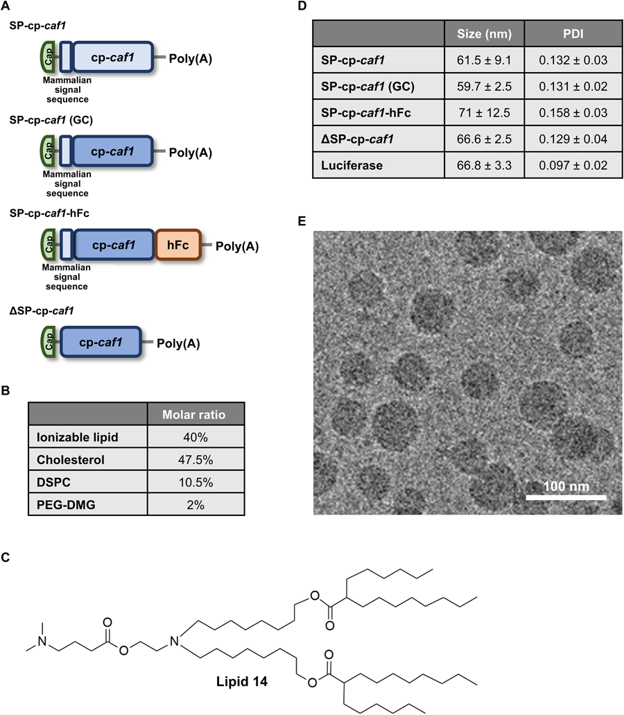 整個(gè)研究中使用的mRNA-LNPs制劑的結(jié)構(gòu)設(shè)計(jì)、物理化學(xué)特性以及SP-cp-caf1 mRNA-LNPs引起的免疫反應(yīng)