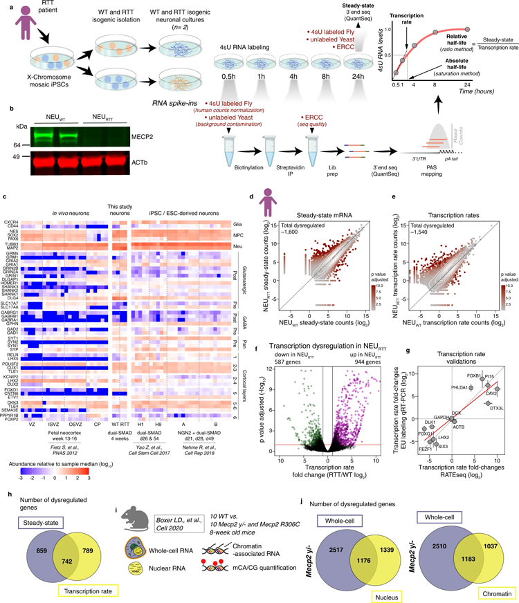 RTT神經元轉錄速率的變化不會自動導致mRNA穩(wěn)態(tài)的改變 RTT神經元轉錄速率的變化不會自動導致mRNA穩(wěn)態(tài)的改變