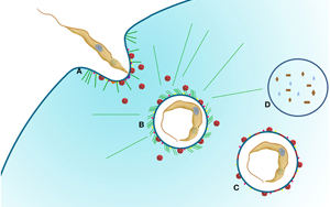不破不立？Science子刊揭示：遭遇致命打擊時(shí)，癌細(xì)胞如何“吃自己”求生