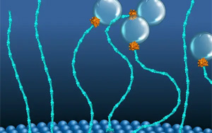 科學家發(fā)現(xiàn)了一類新的“分子馬達”