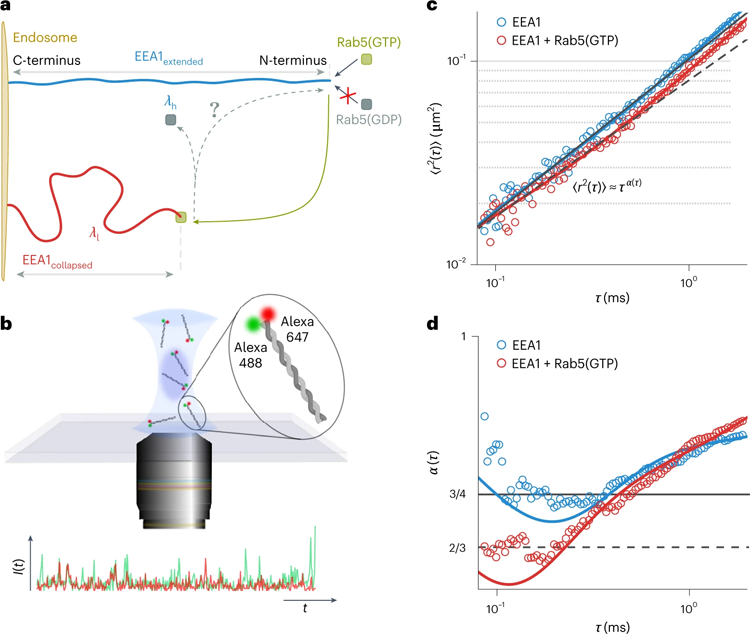 EEA1經(jīng)歷了依賴Rab5的靈活性轉(zhuǎn)變，可以使用FCS實驗進(jìn)行測量