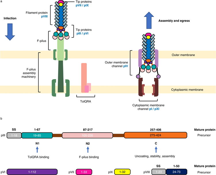 噬菌體感染、排出和包含噬菌體衣殼的蛋白質(zhì)的示意圖
