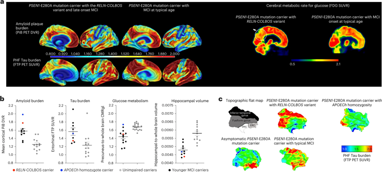 RELN-COLBOS(H3447R)載體的PET成像 RELN-COLBOS(H3447R)載體的PET成像