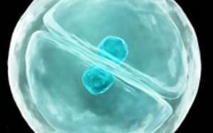 eLife：細(xì)胞真是“成精了”，它能模仿人類交流方式，一旦“關(guān)系”破裂，癌癥和糖尿病都找上門