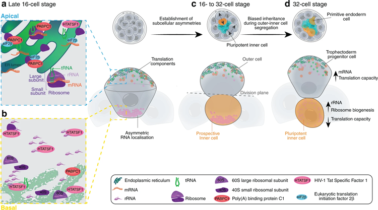 植入前小鼠胚胎中亞細(xì)胞異質(zhì)性的示意圖 植入前小鼠胚胎中亞細(xì)胞異質(zhì)性的示意圖