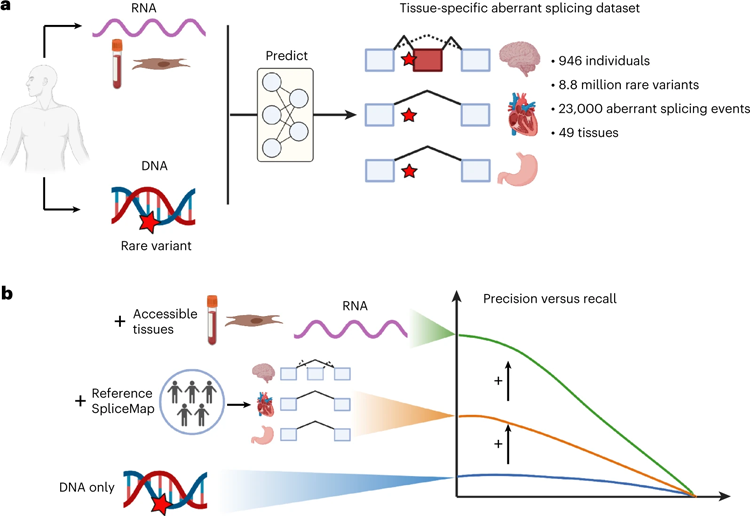 研究設計和主要發(fā)現(xiàn) 研究設計和主要發(fā)現(xiàn)