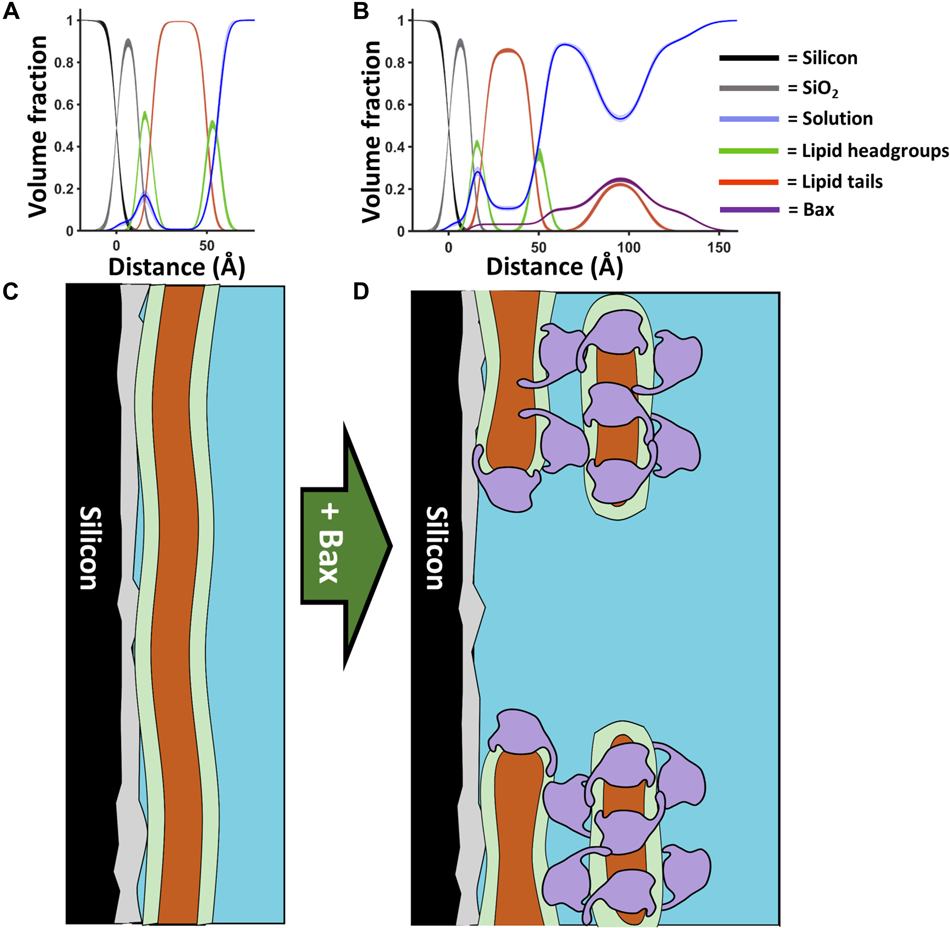 Bax蛋白孔隙的形成模型 Bax蛋白孔隙的形成模型