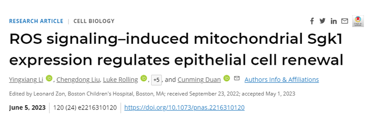 人體線粒體中的一個環(huán)可能允許細胞在分化的道路上后退 人體線粒體中的一個環(huán)可能允許細胞在分化的道路上后退