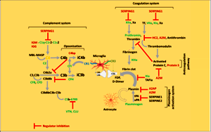 顛覆認(rèn)知！人類緩解重癥新冠肺炎的新靶點(diǎn)，“一不留神”或?qū)⒄T發(fā)精神病