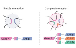 Nature Methods：研究復(fù)雜基因組相互作用