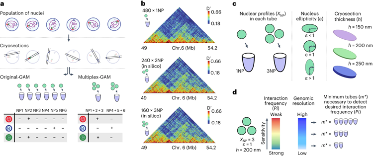 SWI/SNF的缺陷促進了真正的記憶T細(xì)胞形成 SWI/SNF的缺陷促進了真正的記憶T細(xì)胞形成