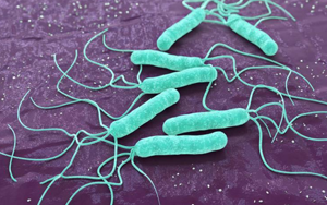 毫無(wú)下限！“網(wǎng)紅菌”幽門螺桿菌新“罪證”再曝光！竟能削弱腫瘤免疫治療