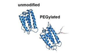 蛋白質交聯(lián)劑及在生物學中的應用