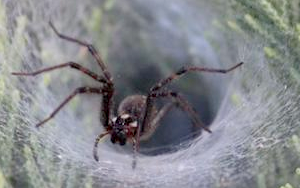 救人“蛛”“心”！研究揭示：蜘蛛致命毒液或可治療心血管疾病，全球“頭號(hào)殺手”有了“勁敵”