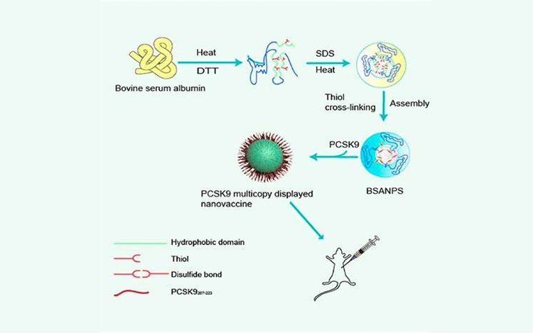 載體蛋白與半抗原的連接