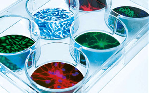 有木有增加蛋白表達(dá)量的轉(zhuǎn)染試劑？ ——試試Seebio?小西家的陽(yáng)離子聚合物PEI