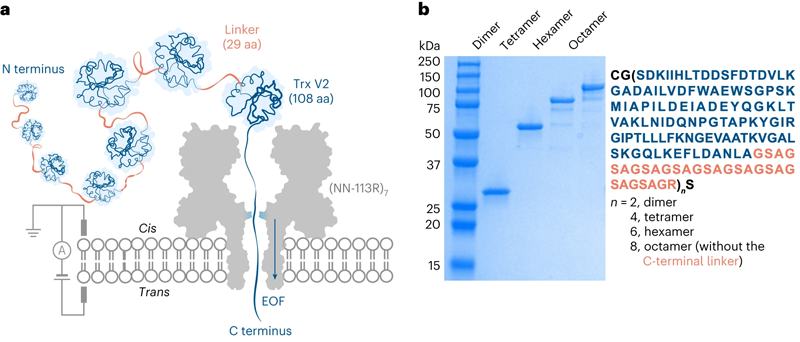Trx連接子多聯(lián)體經(jīng)電滲驅(qū)動易位穿過蛋白質(zhì)納米孔 Trx連接子多聯(lián)體經(jīng)電滲驅(qū)動易位穿過蛋白質(zhì)納米孔