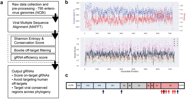CRISPR-CasRx-gRNA設計策略在細胞中產(chǎn)生具有強效和特異性抗病毒活性的gRNA CRISPR-CasRx-gRNA設計策略在細胞中產(chǎn)生具有強效和特異性抗病毒活性的gRNA