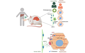 小鼠“人源化”肝臟揭示了慢性疾病的根源