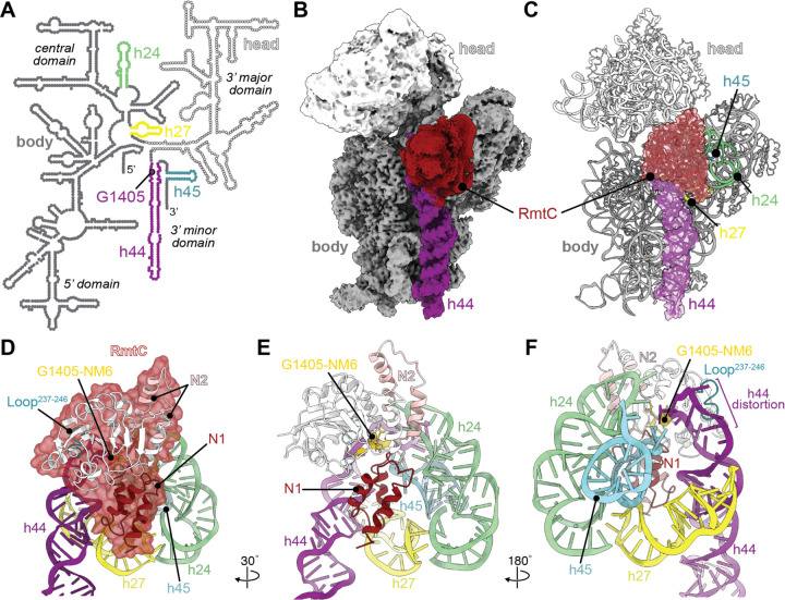 RmtC與保護(hù)性16S rRNA三維表面結(jié)合。