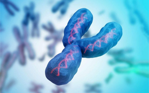 最后一塊拼圖，人類Y染色體的完整序列首次公布