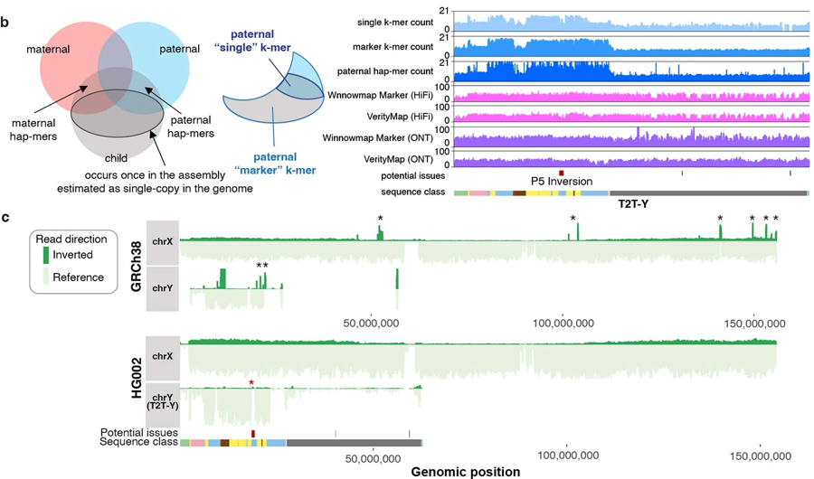 Y染色體的基因組區(qū)域終于被完全測序 Y染色體的基因組區(qū)域終于被完全測序