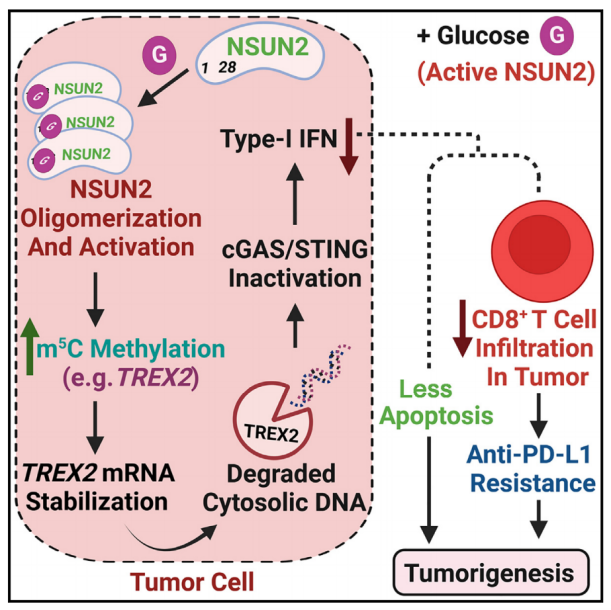 機(jī)理模式圖 機(jī)理模式圖