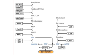 Nature：利用CRISPR，終于弄清楚了一種獨(dú)特的免疫細(xì)胞是如何識別并摧毀腫瘤的